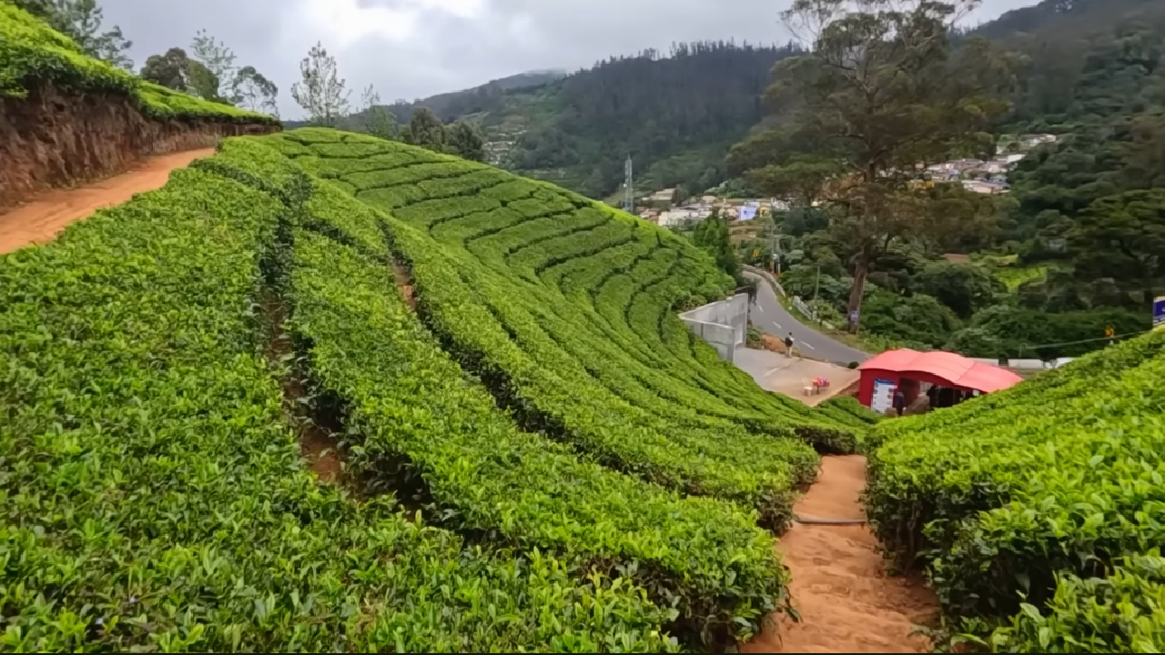 Ooty Vs Manali: Which One Will Choose For Next 2025 Trip?